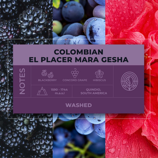 Colombian-El-Placer-Mara-Gesha-Coffee-Tasting-Notes_RAW-Coffee-Company