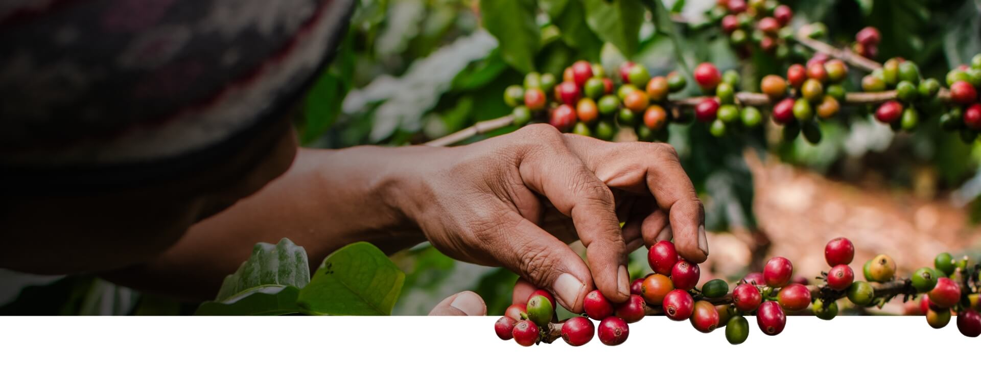 About-Page-Banner_RAW-Coffee-Company