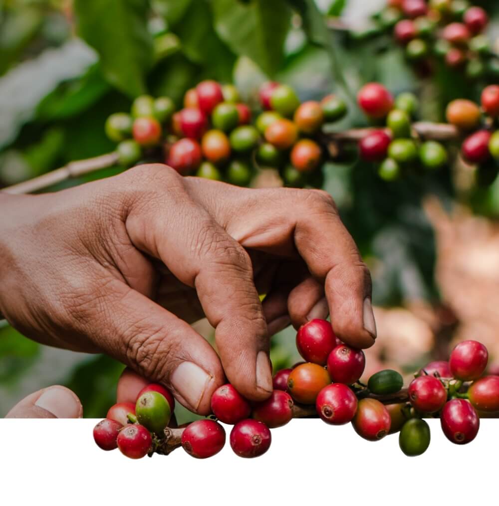 About-Page-Banner_RAW-Coffee-Company