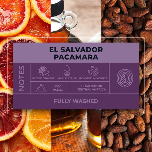 El-Salvador-Pacamara-Coffee-Tasting-Notes_RAW-Coffee-Company