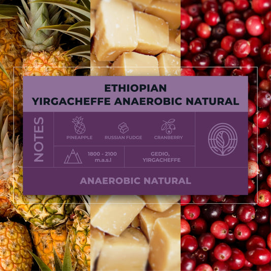 Ethiopian-Yirgacheffe-Anaerobic-Natural-Coffee-Tasting-Notes_RAW-Coffee-Company