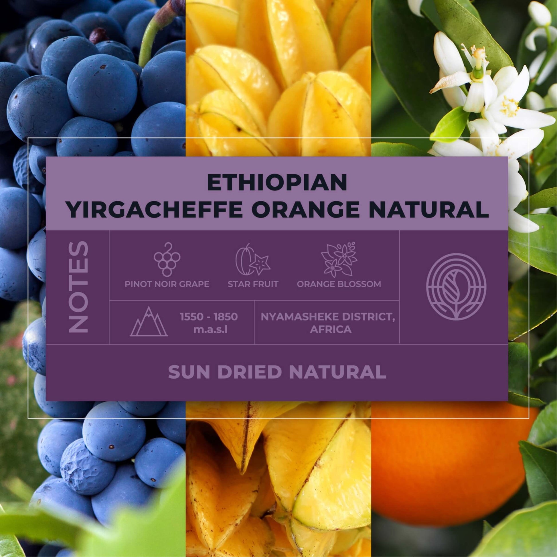 Ethiopian-Yirgacheffe-Orange-Natural-Coffee-Tasting-Notes_RAW-Coffee-Company