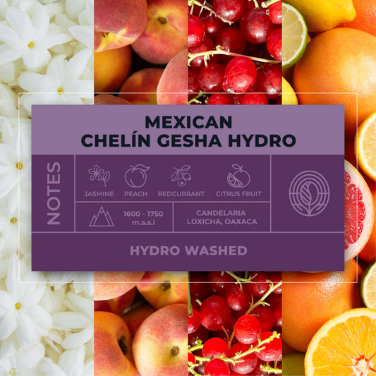 MEXICAN CHELÍN GESHA HYDRO COFFEE
