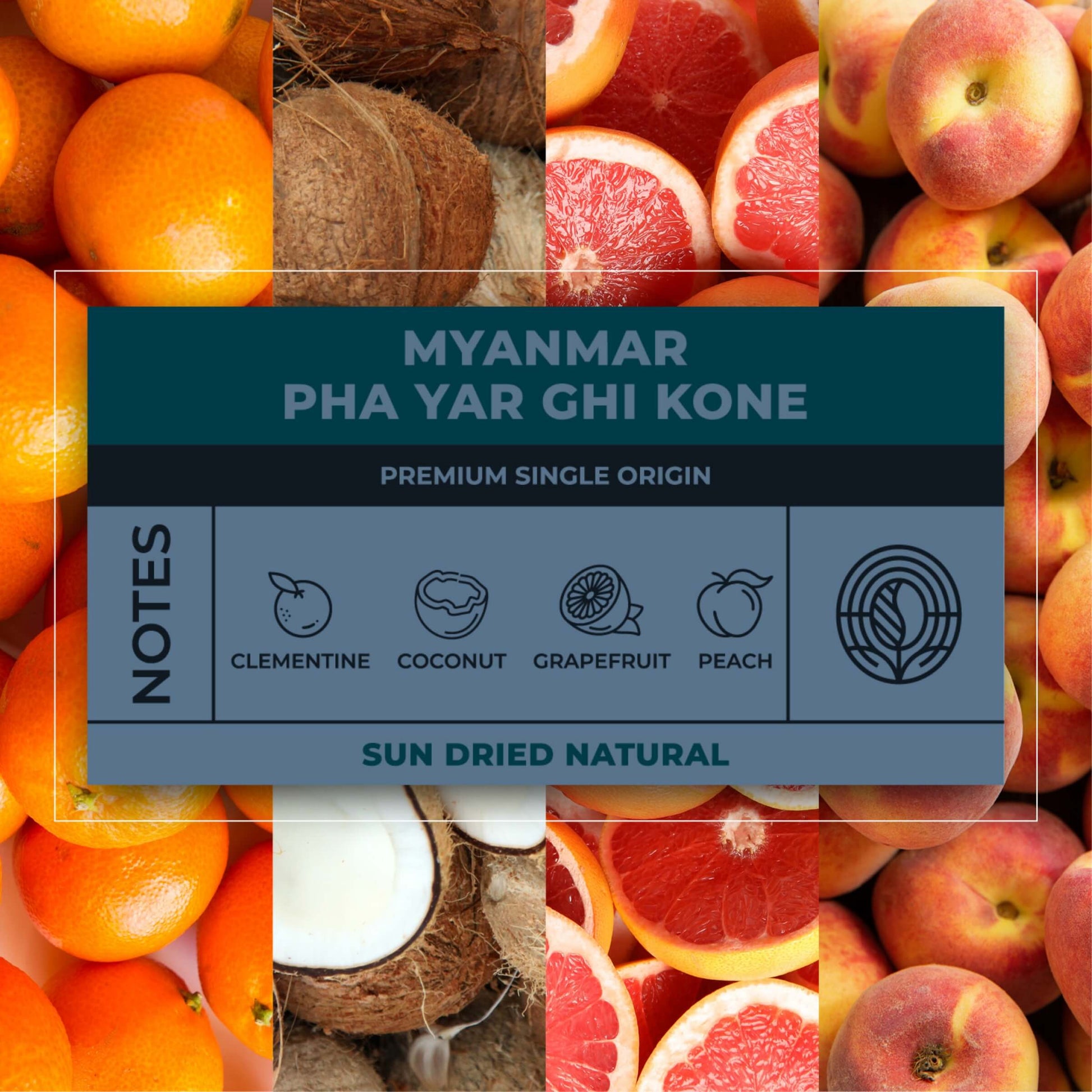 Myanmar-Pha-Yar-Ghi-Kone-Coffee-Tasting-NotesRAW-Coffee-Company