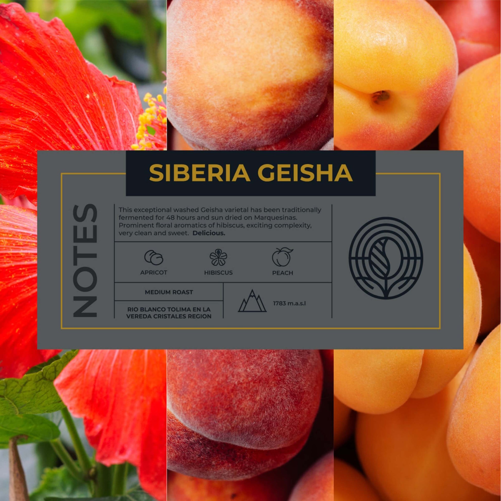 Colombian-Siberia-Geisha-Coffee-Tasting-Notes_RAW-Coffee-Company